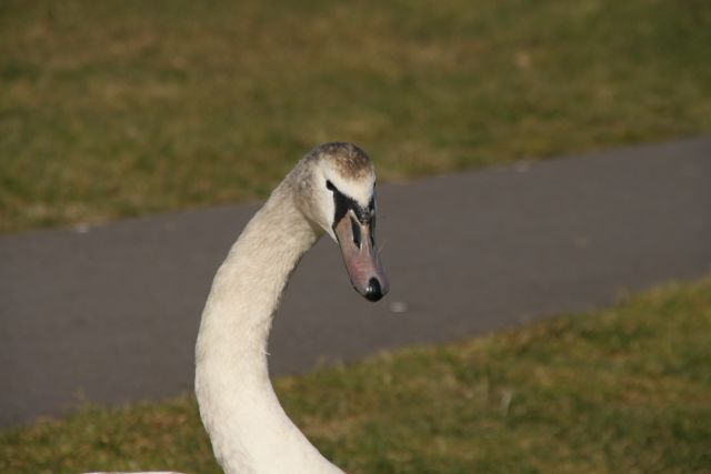 BA03.jpg - Een leuke foto van deze jonge Knobbelzwaan.