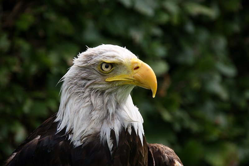 BB02.JPG - Deze is wel scherp. De kop van deze Amerikaanse Visarend ziet er uit als of het regent of heeft geregend. Heel mooi belicht. Qua compositie had de kop naar mijn smaak nog iets meer naar links mogen staan op de foto, zodat er in de kijkrichting nog iets meer ruimte in beeld zou zijn.