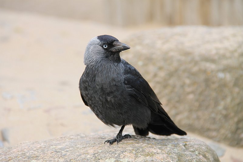 BC01.jpg - Een prachtige foto van deze Kauw. Heel mooi de scherpe vogel en een mooi onscherpe achtergrond.