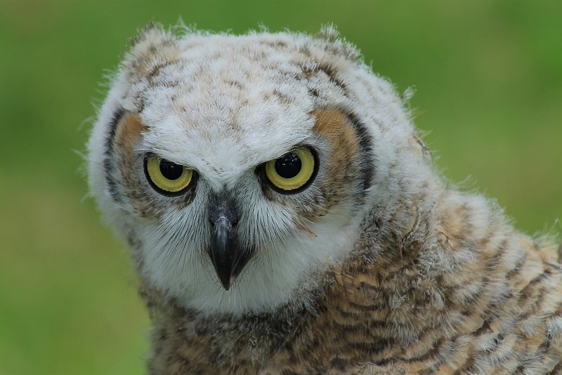 BC03.jpg - Heel mooi en scherp deze foto van de jonge uil.