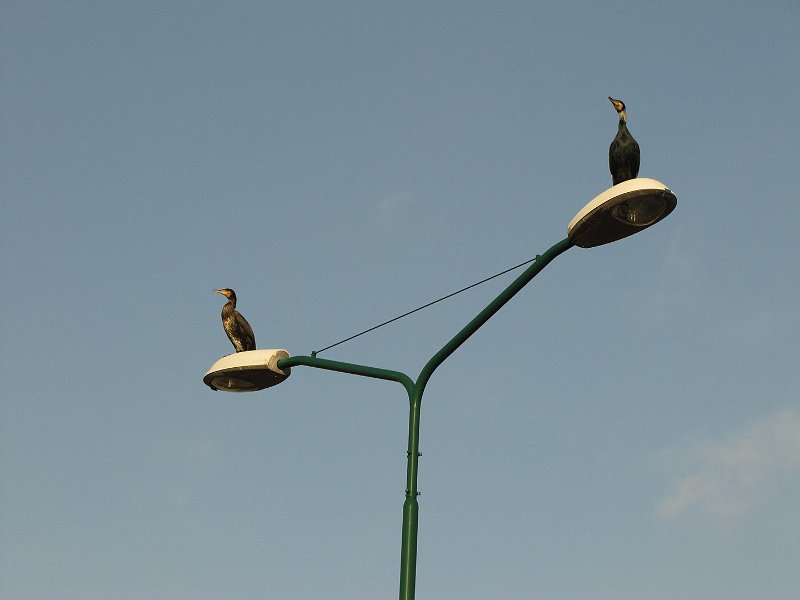 BE03.JPG - Een beeld wat we ongeveer sinds de laatste 10 jaar onderandere hier in de regio kunnen zien. Twee Aalscholvers op een lantaarnpaal. Goed scherp en goed belicht. Alleen jammer dat de lantaarnpaal niet mooi recht staat.