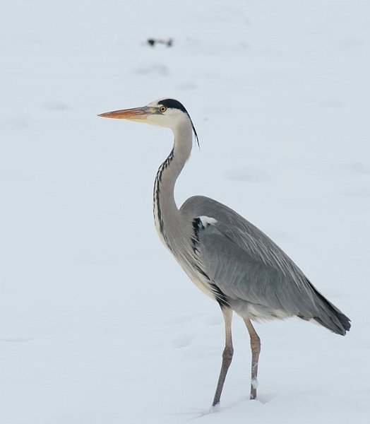 BG01.JPG - Mooi deze Blauwe Reiger in de sneeuw. Belichting en alles is goed. Qua compositie zou het alleen mogelijk nog iets mooier zijn geworden als hij ook aan de onderkant iets meer ruimte in beeld zou hebben gehad.