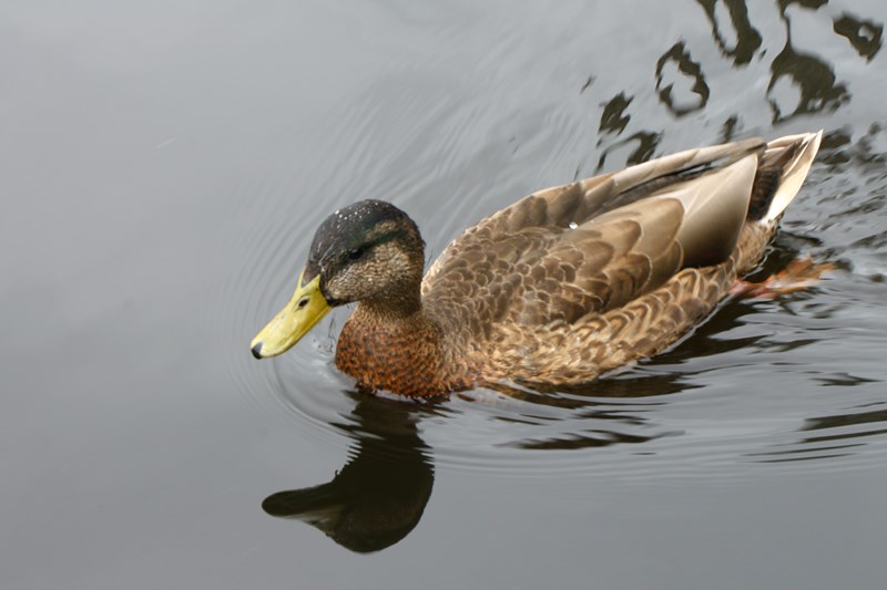 BG02.JPG - Wel wat veel van boven gefotografeerd. De belichting en scherpte zijn goed. Maar dit mannetje Wilde Eend heeft hier het typische verenkleed wat ze hebben terwijl ze in de rui zijn. Maar aan de olijfgroene snavel zie je toch dat het een mannetje is.