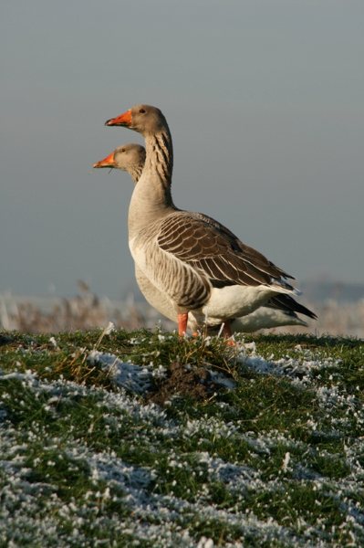 BG03.jpg - Ook deze twee ganzen zijn door het lage camerastandpunt heel anders in beeld gebracht.