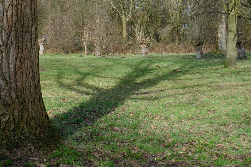 AC03.jpg - Belichting weer in orde, en een lmooie compositie zo met de boom en zijn schaduw.