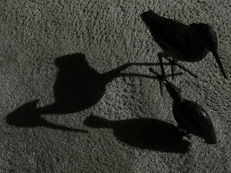 AN03.JPG - Een leuke compositie met deze vogeltjes en hun schaduwen.