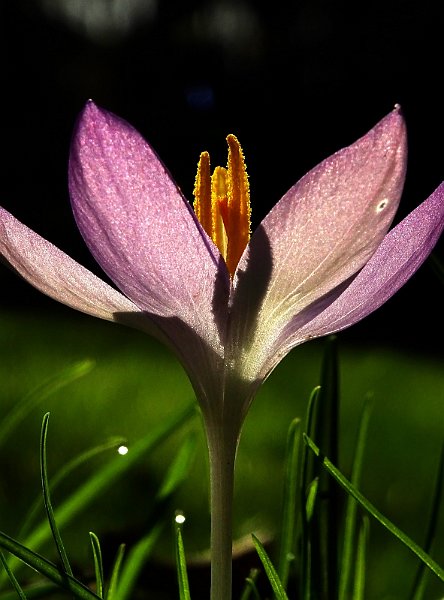 AS03.JPG - Heel mooi deze krokus met tegenlicht. Met ook de gedeeltelijke schaduw van de meeldraden zo scherp op de bloemblaadjes.