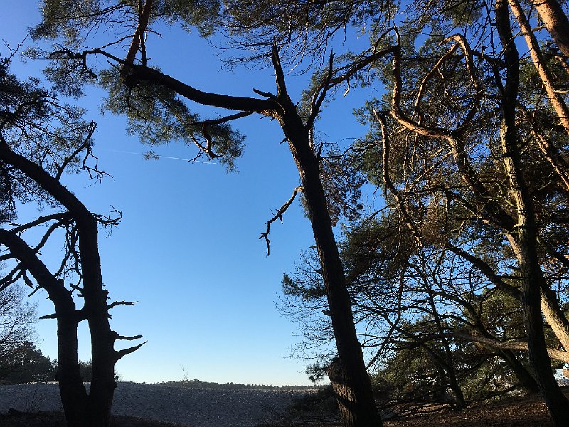 AE01.JPG - Het contrast van de blauwe lucht met de bomen geeft het net wat meer.