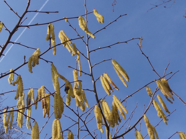 AJ02.JPG - Het geel van de katjes contrasteert hier mooi met de blauwe lucht.