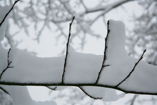 AD02.jpg - Heel leuke foto zo'n dun takje met een enorm pak sneeuw er bovenop.