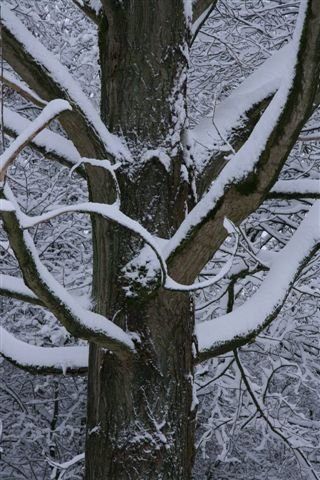 AD03.jpg - Mooi die takken zo met de bovenkant wit van de sneeuw. Ook de bijna symmetrische vorm heeft iets extra's.