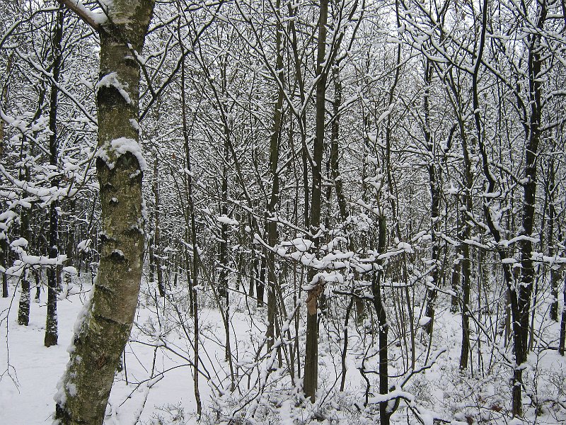 AE01.JPG - Door de veelheid van besneeuwde takken zie je hier bijna letterlijk door de bomen het bos niet meer.