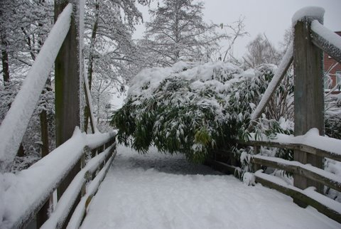 AH03.JPG - De bamboe struik werd het pak sneeuw bijna te veel. Ook nog net wat onderbelicht. De witte sneeuw had wel iets helderder mogen zijn. Verder zou ik hier hebben geprobeerd om meer te doen met de mogelijkheid van symmetrie door gebruik te maken van de twee brugleuningen.