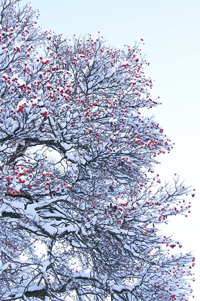 AJ02.JPG - Mooi contrasterend die rode bessen tussen de witte sneeuw. Alleen had die sneeuw nog wel iets witter gemogen. Toch nog een iets hogere K(elvin) waarde instellen met de handmatige witbalans.