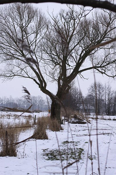 AJ03.JPG - Een aparte kadering aan de bovenkant van het beeld door die boomtak. Ik vind de onscherpe rietpluimen op de voorgrond wel wat storend, maar het kan nog net.