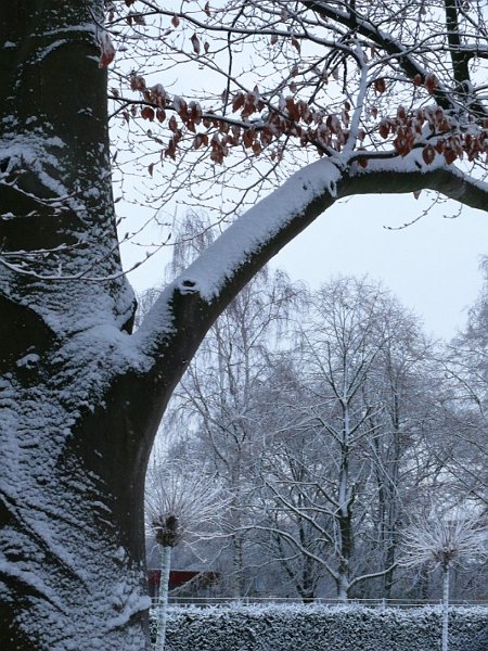 AN01.jpg - Een winterse foto met wel zeer nadrukkelijk deze boom op de voorgrond. Verder een goede belichting.