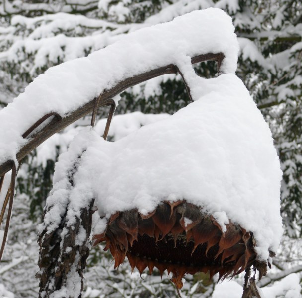 AN03.jpg - Mooi die uitgebloeide zonnebloem met dat enorme pak sneeuw er op.