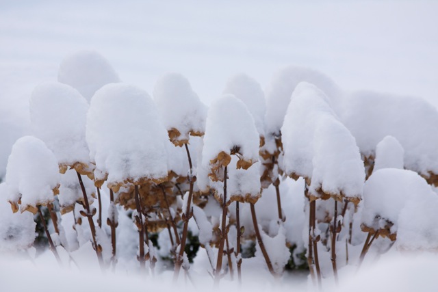 AO03.jpeg - Je kan bijna niet meer zien wat voor een bloemtrossen het zijn, door het dikke pak sneeuw wat er boven op ligt. Heel goed belicht trouwens deze foto.