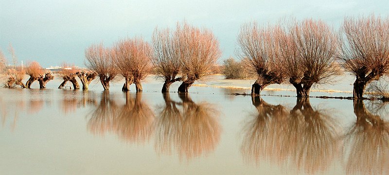 AP01.jpg - Zo'n uiterwaarde die hele maal onder water staat heeft ook echt iets van de winter periode. Geweldig trouwens die mooie rij inclusief de weerspiegeling.