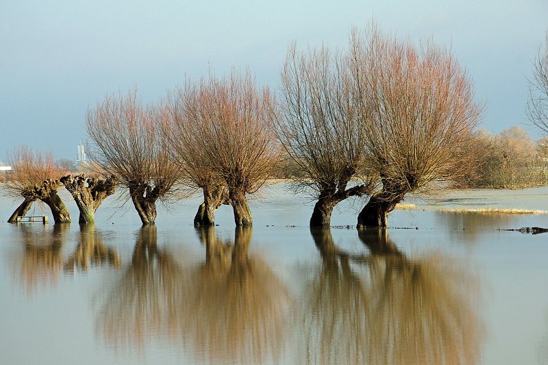 AQ03.JPG - Mooi die knotwilgen in het water. Ik had iets meer groothoek genomen, waardoor boom en weerspiegeling beide helemaal in beeld zouden zijn geweest.