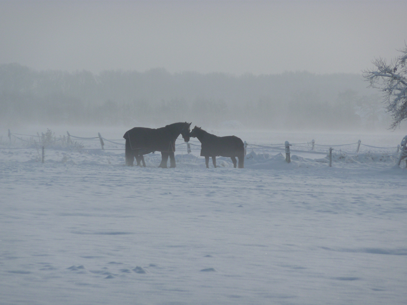 AS03.jpg - Mijn eerste gevoel was, je had meer in moeten zoomen, maar ik zag dat je al op de maximale zoomstand van je camera zat. Misschien had bij deze vergroting de foto nog iets mooier geweest als je die boom rechts ook in beeld had gehad.