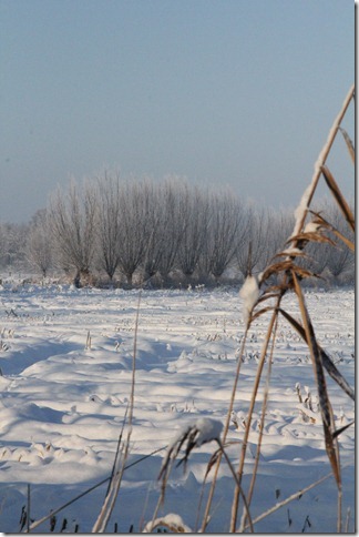 AT01.jpg - Mooi winters plaatje. De Rietpluim op de voorgrond had wel iets meer naar rechts gemogen. Hij staat nu wat nadrukkelijk in beeld.