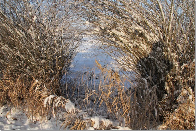 AT02.jpg - Een apart lijnenspel vormen deze besneeuwde struiken.