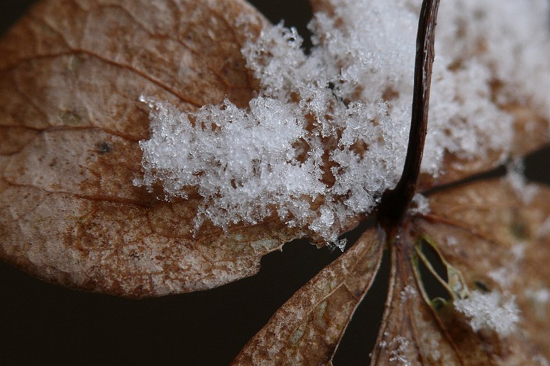 AU01.jpg - Heel mooi blijft dat een macro opname van sneeuw op een deel van een plant.