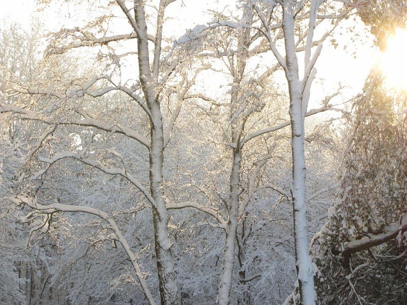 AV02.jpg - Een hele mooie foto. Zelfs al met deze belichting. Maar ik denk dat als je bij deze foto de belichting met -2 had gecorrigeerd de schittering van het zonlicht op de takken beter te zien zou zijn geweest, en het gelige licht van de zon zou wat duidelijker zichtbaar zijn geweest.