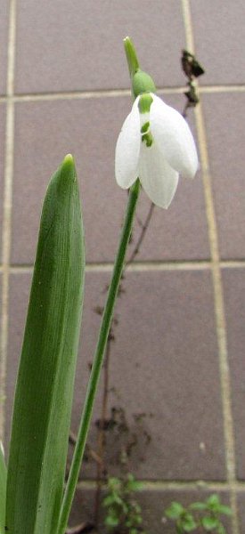 AV03.jpg - Een sneeuwklokje. Ook een echt winterse verschijning. Ik vind de tegels op de achtergrond wat jammer voor het hele beeld.