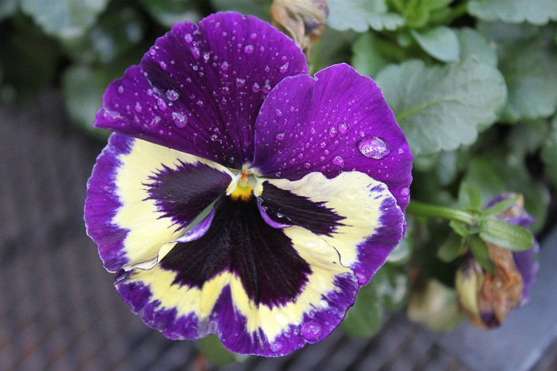 AB03.JPG - Druppels op een bloem of blad blijven altijd mooi om te fotograferen.