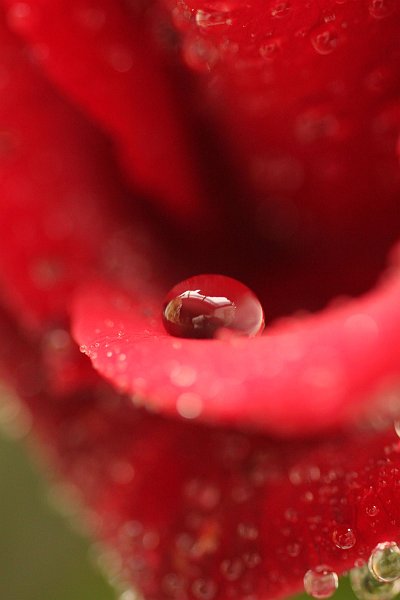 AC02.jpg - Door de grote diafragma opening springt deze druppel er heel mooi uit. Als je goed kijkt kan je jezelf ook nog in de druppel achter de camera zien staan.