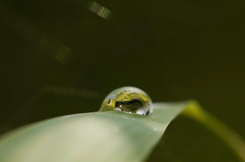 AD01.jpg - Heel mooi zo'n druppel die als lens fungeert. Je ziet door op deze manier scherp te stellen het landschap in de druppel. Een goede belichting ook. Iets wat niet echt mee valt met zo'n licht blad oppervlak en donkere achtergrond.