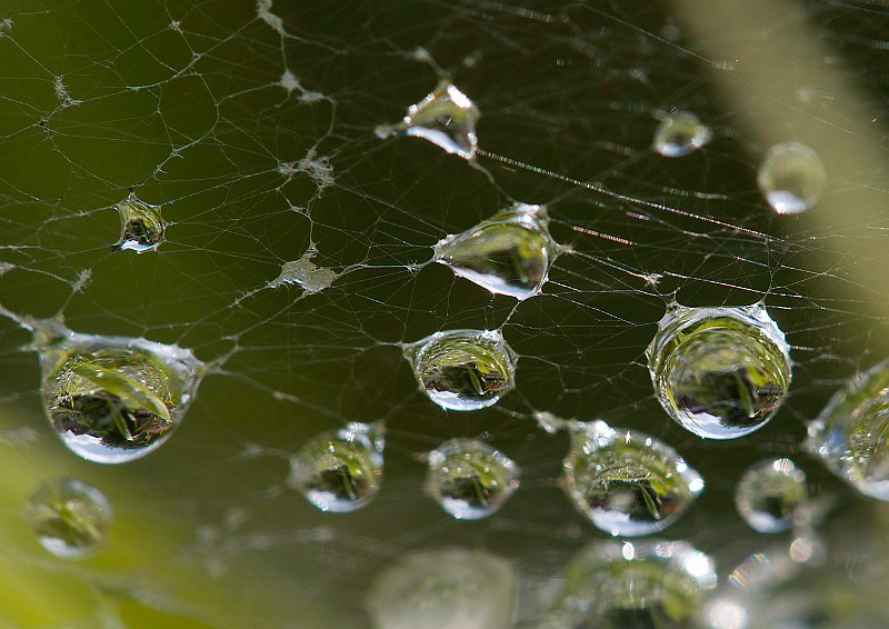 AD02.jpg - Hier zie je zelfs een heleboel scherpe landschapjes. Hoe haakser je de camera tegenover het spinnen web met de druppels hebt staan hoe meer druppels er scherp zijn. Ook hier weer een prima belichting.