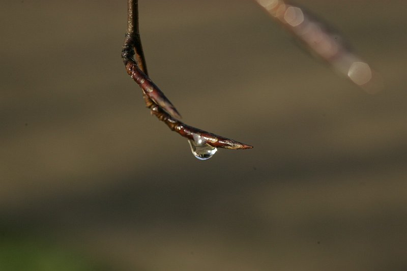 AE03.JPG - In eerste instantie denk je die is niet scherp. Maar als je goed kijkt zie je dat het beeld in de druppel juist haarscherp is. Wat ook te zien is, is dat er nog al wat stof op je beeldsensor zit op verschillende plaatsen in de achtergrond zie je zwarte stipjes zitten. Je moet duidelijk een keer de sensor laten reinigen. Want om al die vlekjes weg te moeten photoshoppen is geen plezierige klus.