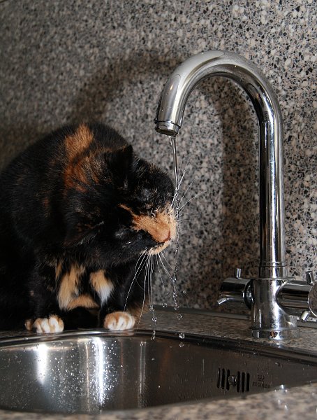 AF01.JPG - Druppels genoeg tot aan de snorharen van de kat aan toe. Door de flits zijn al die druppels ook weer prachtig "bevroren".