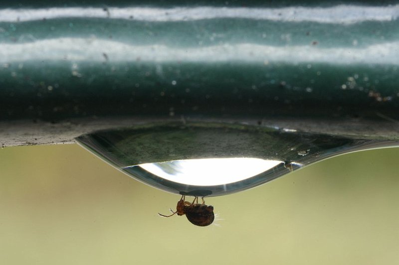 AH01.jpg - Geweldig deze druppel met daar aan hangend een mini insect. Dit diertje behoort tot de "oerinsecten" een groep familie's en soorten die al vele miljoenen jaren in ongewijzigde vorm voorkomen.