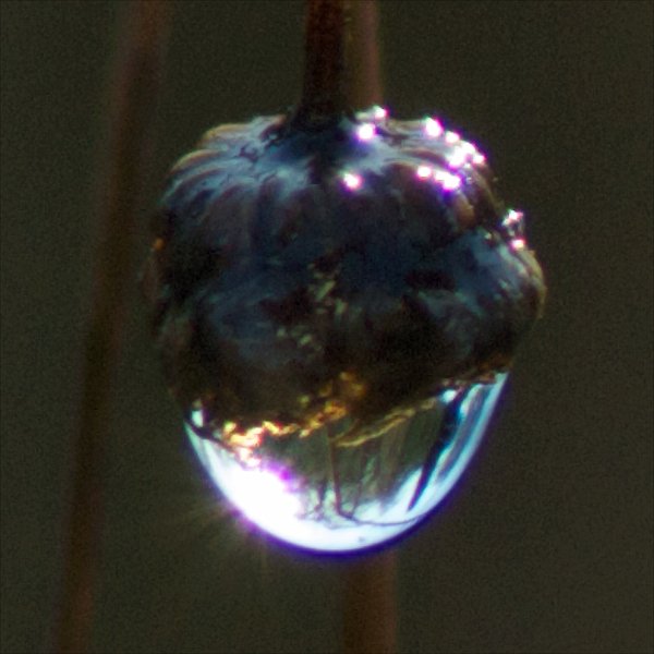 AI01.jpg - Een druppel hangend aan een klein planten knopje. Door het tegenlicht heeft deze foto nogal wat last van chromatische aberatie. (Die poaarse randen langs het beeld) Dit effect treedt afhankelijk van gebruikt objectief, diafragma en lichtomstandigheden in meer of mindere mate op.