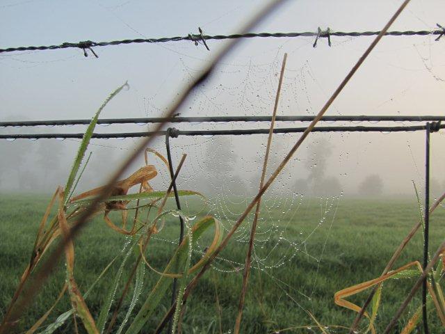 AO01.jpg - Door hier vanaf een wat hoger standpunt te fotograferen hadden de druppeltjes in het spinnenweb allemaal tegen de donkerder achtergrond gezeten en daardoor meer opgevallen. Maar aan de andere kant het verschil tussen lucht en gras als achtergrond heeft ook wel wat.