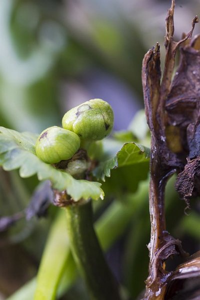 AL03.JPG - Jong uitkomend groen en de verdorde oude stengels naast elkaar. En de handmatig ingestelde belichting geeft exact het goed beeld weer.