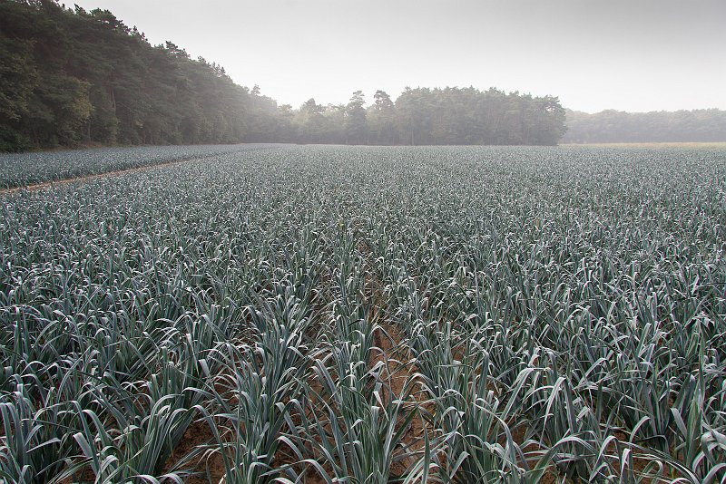 AK01.jpg - Dit is heel veel groete. Mooi zo in dat wat nevelige landschap dat hele grote uienveld.