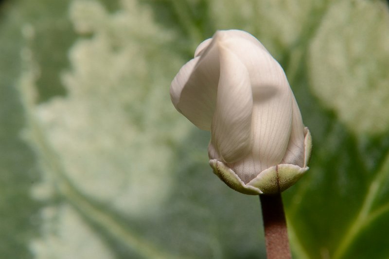 AA02.JPG - Heel subtiel de strepen op de bloemknop. Mooi belicht  en de scherpte ligt precies op de goede plek. Wat betreft de compositie had ik de knop niet in het rechter maar het linker deel van de foto gezet.