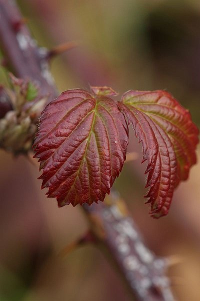 AD02.JPG - Strepen genoeg in het blad. Mooi belicht en de scherpte ligt precies goed op het blad.