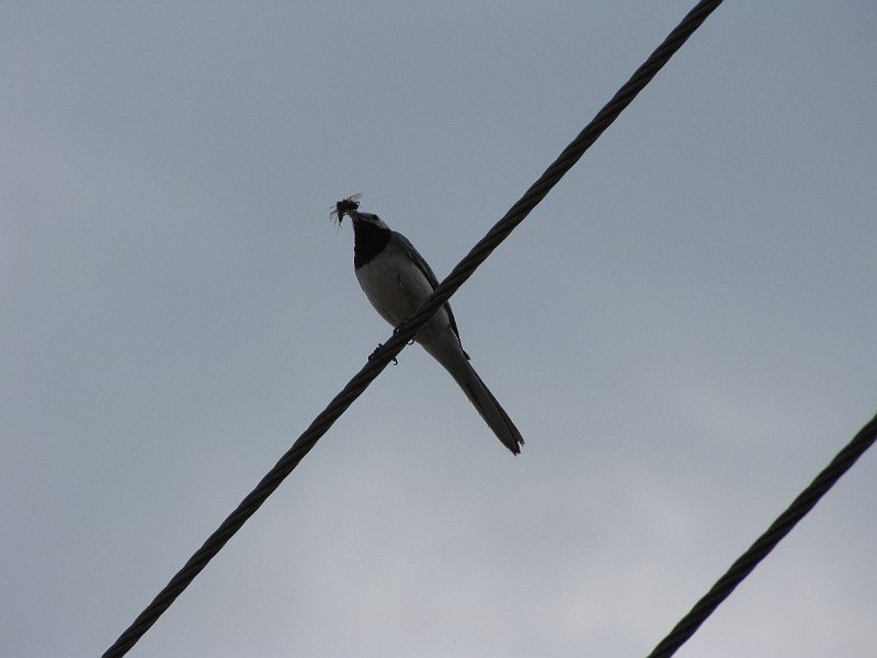 AH02.JPG - Mooi die lijen met de WItte Kwikstaart er op. Als je hier vanwege het tegenlicht de belichtingscoorectie op +1 zou hebben gezet had de vogel veel duidelijke rin beeld gekomen.