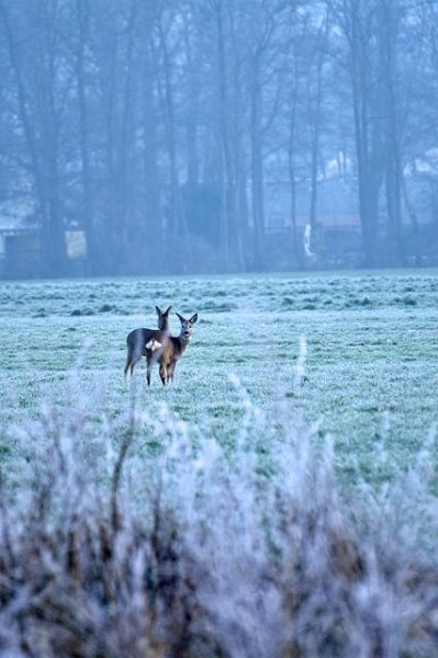 AD01.jpg - Laat in de middag. De witbalans instelling die nog op zon (daglicht) staat bij deze opname maakt het net te blauw.