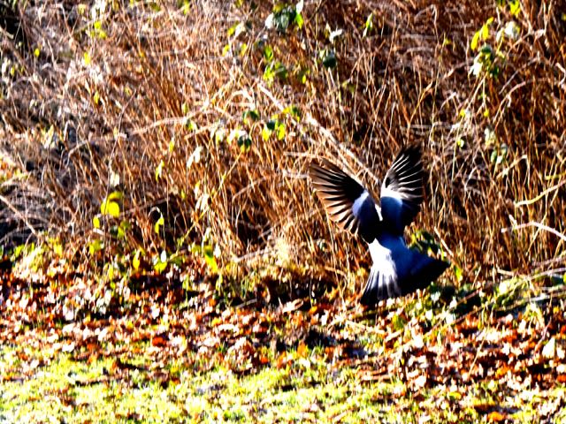 AD03.jpg - Een aktie foto die precies scherp is door de hele korte sluitertijd van 1/1000ste seconde. De grijze bovenkant is door het verschil zon en schaduw in de schaduw partij erg blauw geworden.