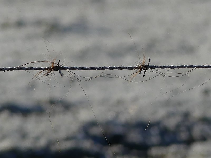 AB02.JPG - Heel subtiel net dat kleine beetje haren aan het prikkeldraad. En letterlijk haarscherp!!