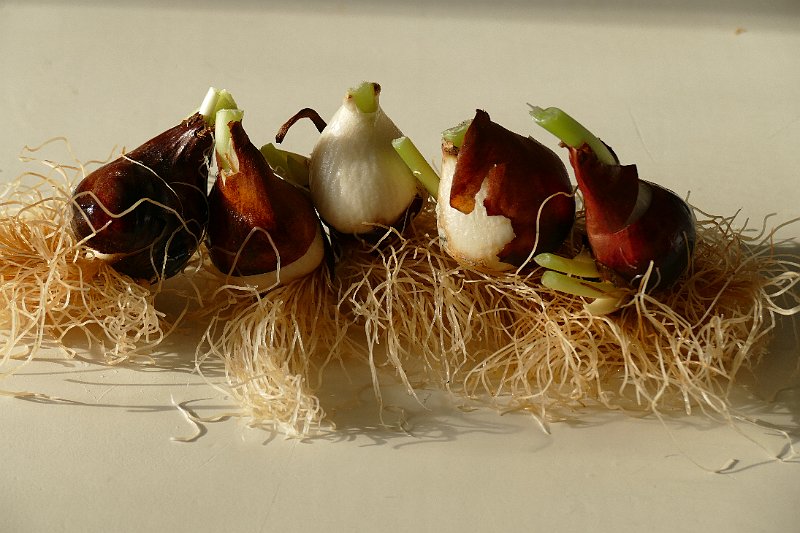 AD02.JPG - Harige bollen hoor. Het is wel geen haar maar het ziet er zeker harig uit.