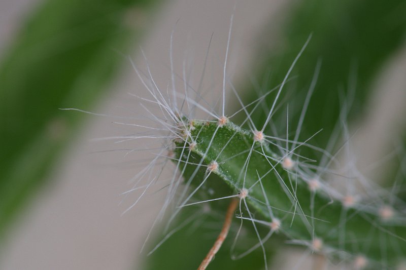 AF01.JPG - Door de extreme macro maar een kleine scherptediepte. Daardoor kan je echt de aandacht op het kleine scherpe stukje laten vallen.