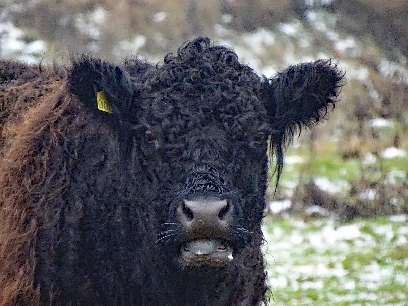 AK03.jpg - Mooie closeup. Maar ook hier nijgt het beeld iets te veel naar de blauwe kant.